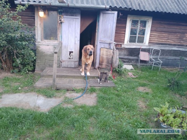 Жизнь домашнего приюта для котеек 558