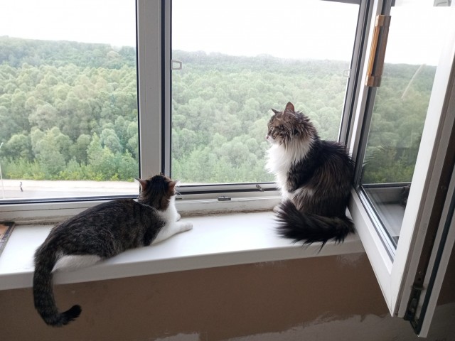 Котовторник.Наши модели