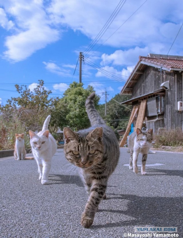 Коты