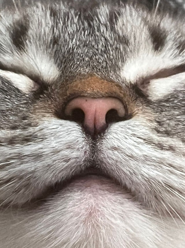 Ну раз котоффторник!