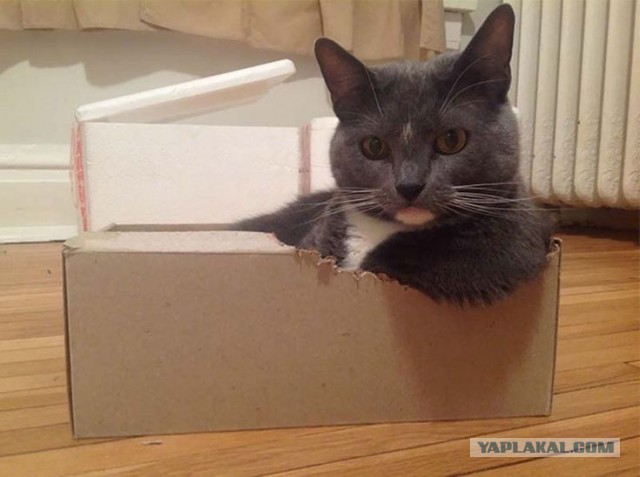 Котодом дом за лям