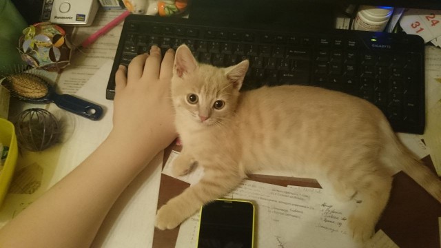 Это Персик. Он теперь будет жить с нами.