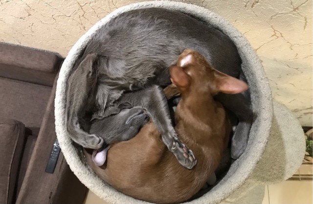 Спят усталые котейки