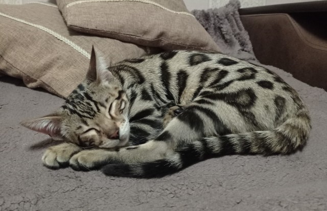 Хищник уснул с добычей