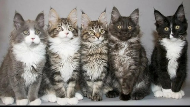А Котовторник же!