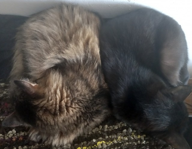 К котовторнику: подборка картинок-баянов с котиками и про котиков. Выпуск 33..