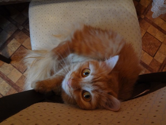 Котовторник 23.07.2013