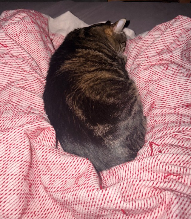 Котовторник же!
