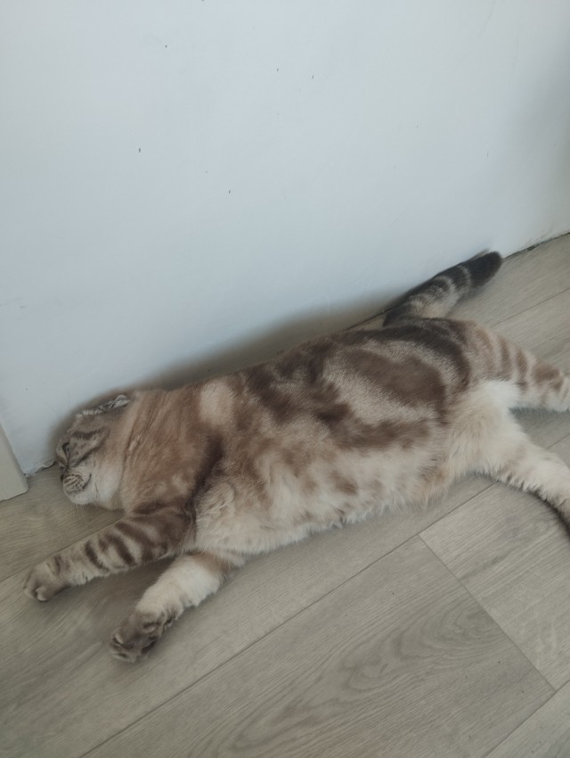 Знакомьтесь, Лорик