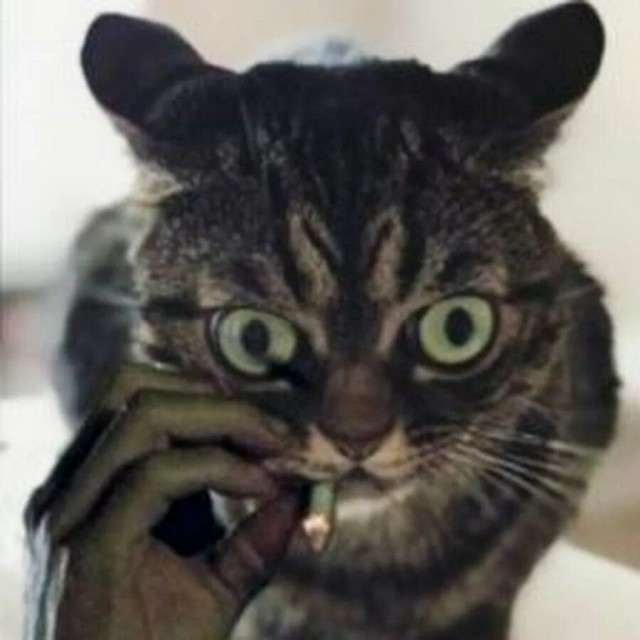 Фокус
