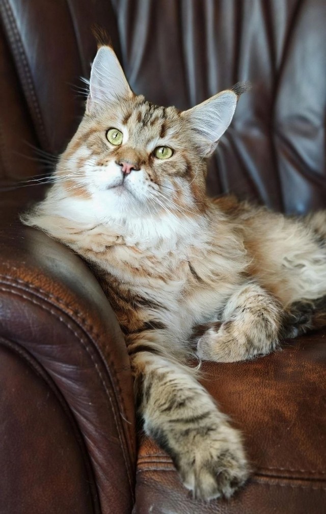 Привет, котовторник!