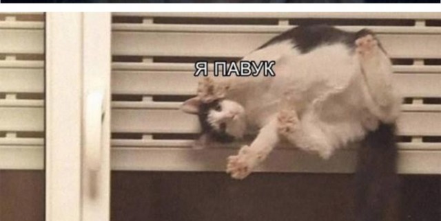 Картинки для деградации 270 (разной степени свежести)
