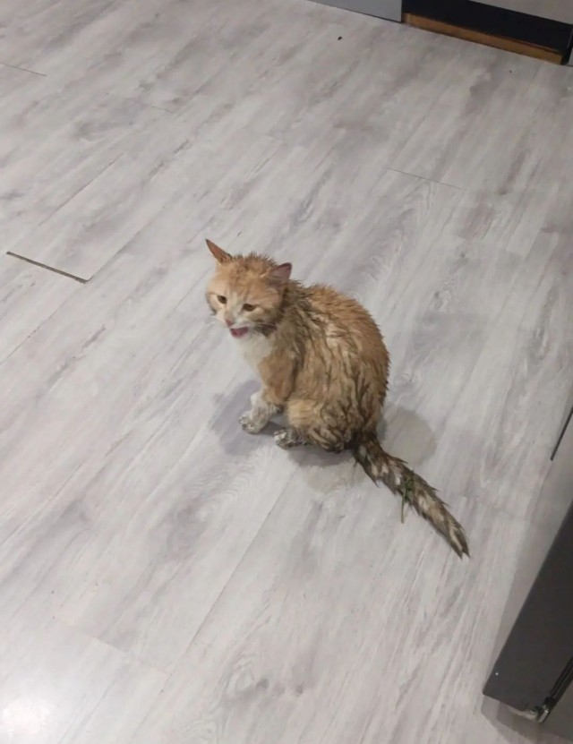 Стал которабом дважды