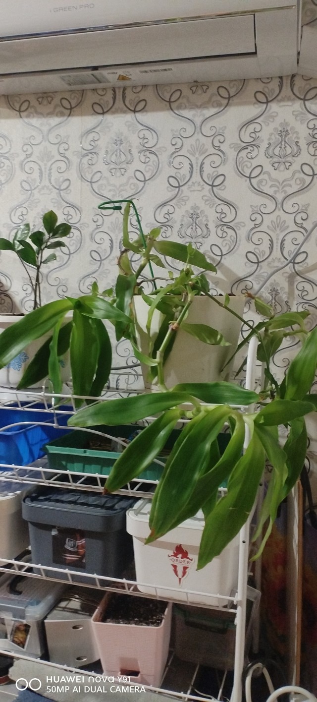 Самое неубиваемое растение