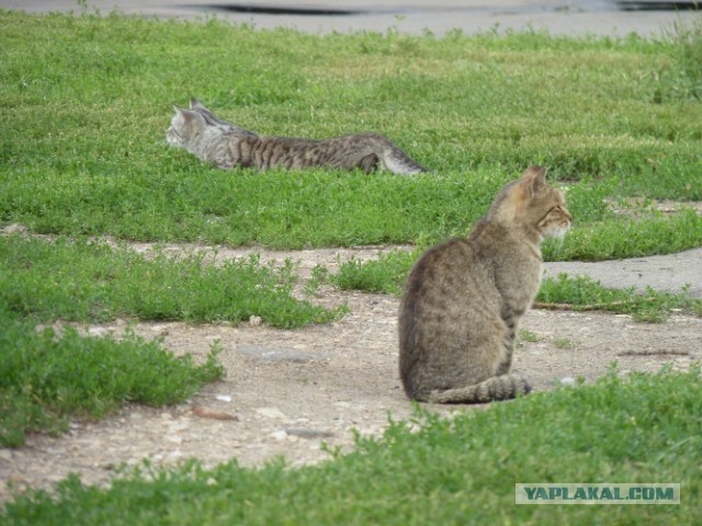 Котовторник 20.08.2013