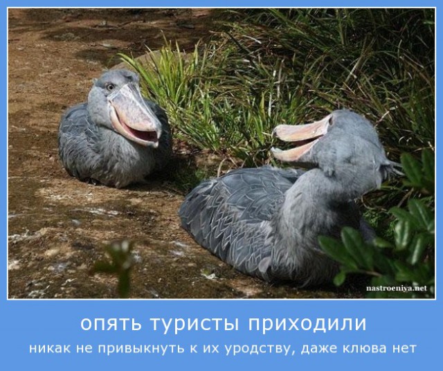 Странные и удивительные животные
