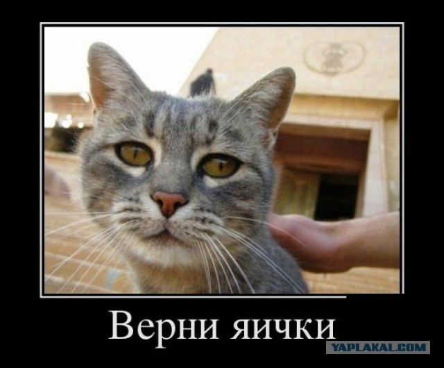 Жестокий мир котов