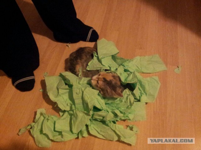 КотоПост