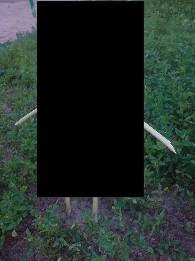 Креативные самодельные коты