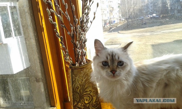 Котовторник   15.04.2014