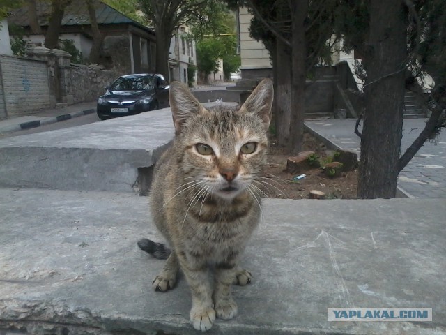 Котовторник 10.06.2014