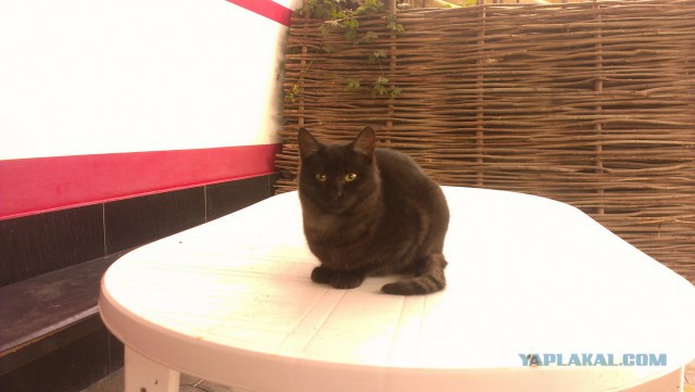Котовторник 24.06.2014