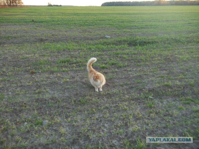 Жизнь домашнего приюта для котеек 33