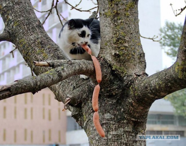 Котэ, которых застали врасплох