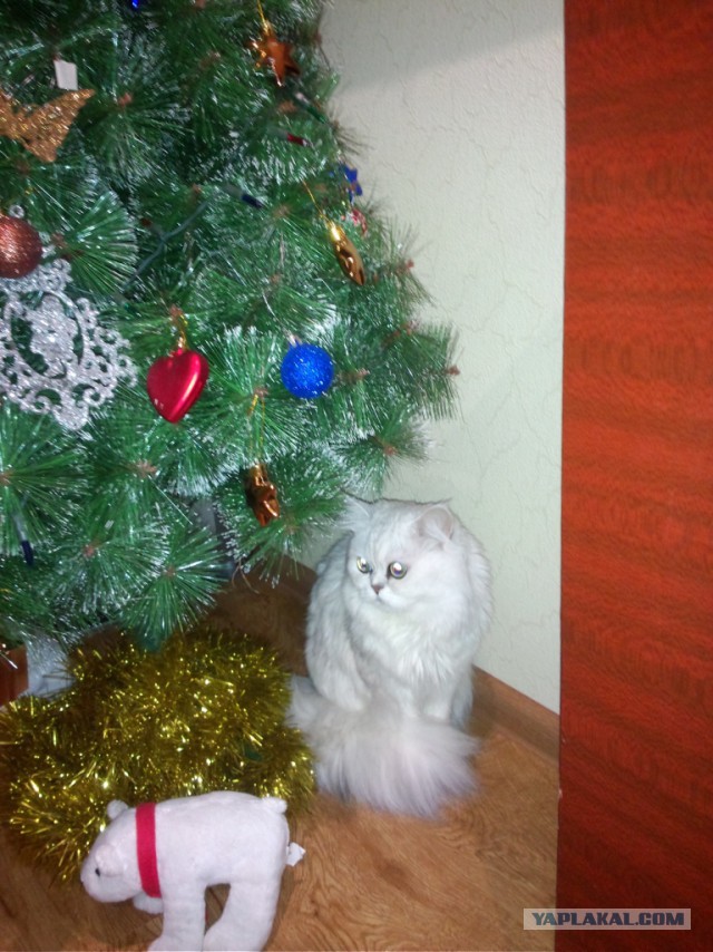 Котовторник 27.01.2015