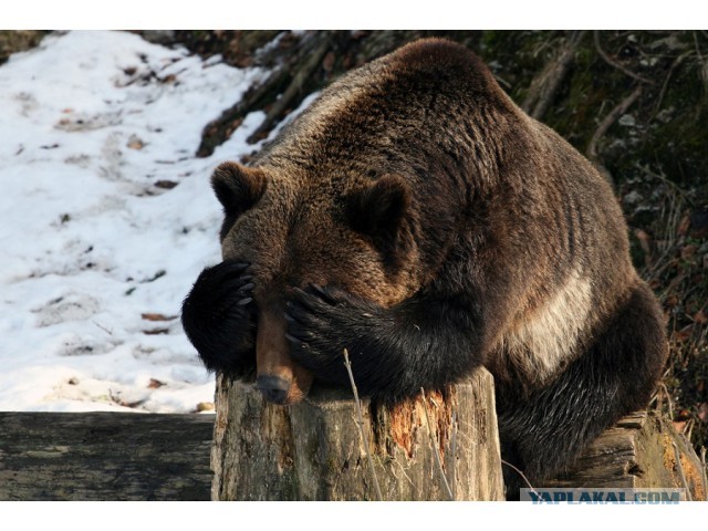 Шедеврально