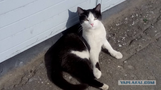 Котовторник 01.12.2015