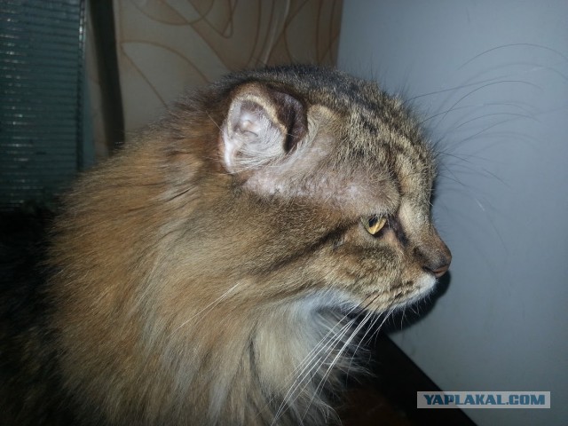 Жизнь домашнего приюта для котеек 91