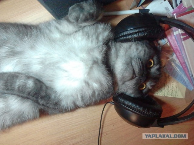 Котовторник 15.12.2015