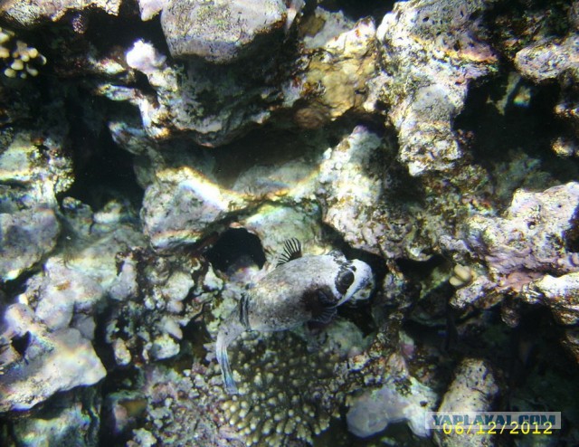Красное море