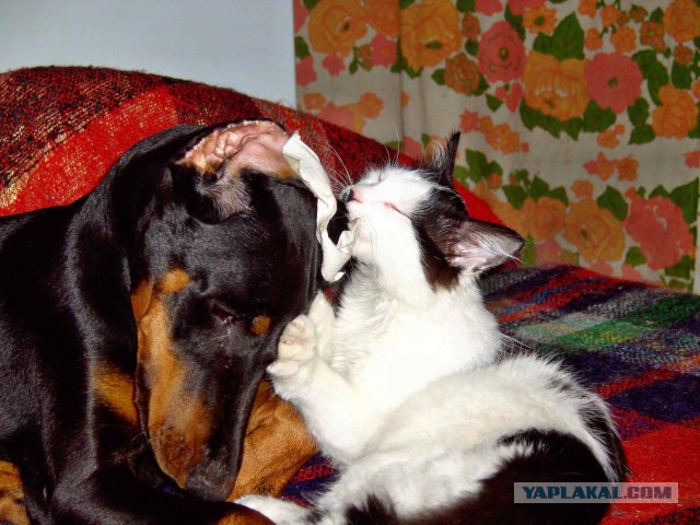 Бойцовый котёнок