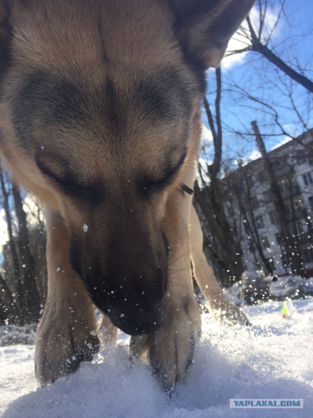 Овчарка