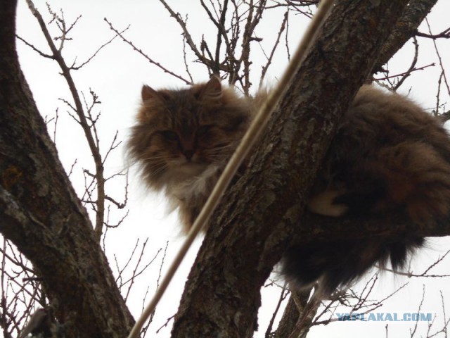 Жизнь домашнего приюта для котеек 101