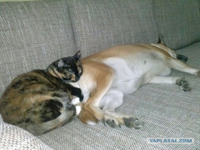 Котовторник 22.03.2016