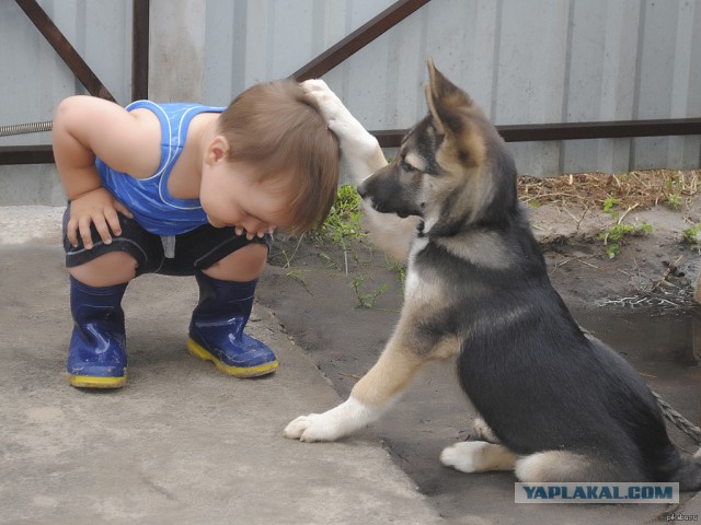 Собаки и дети