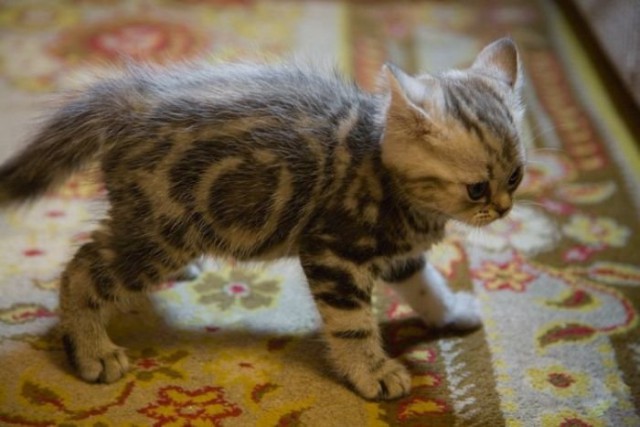 Демы к котовторнику!