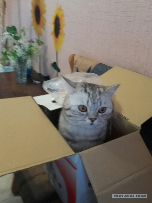 Котовторник 17.05.2016