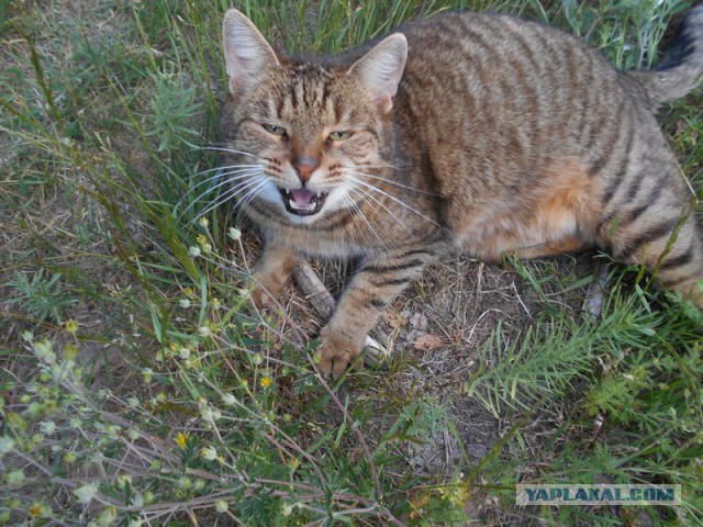 Жизнь домашнего приюта для котеек 119