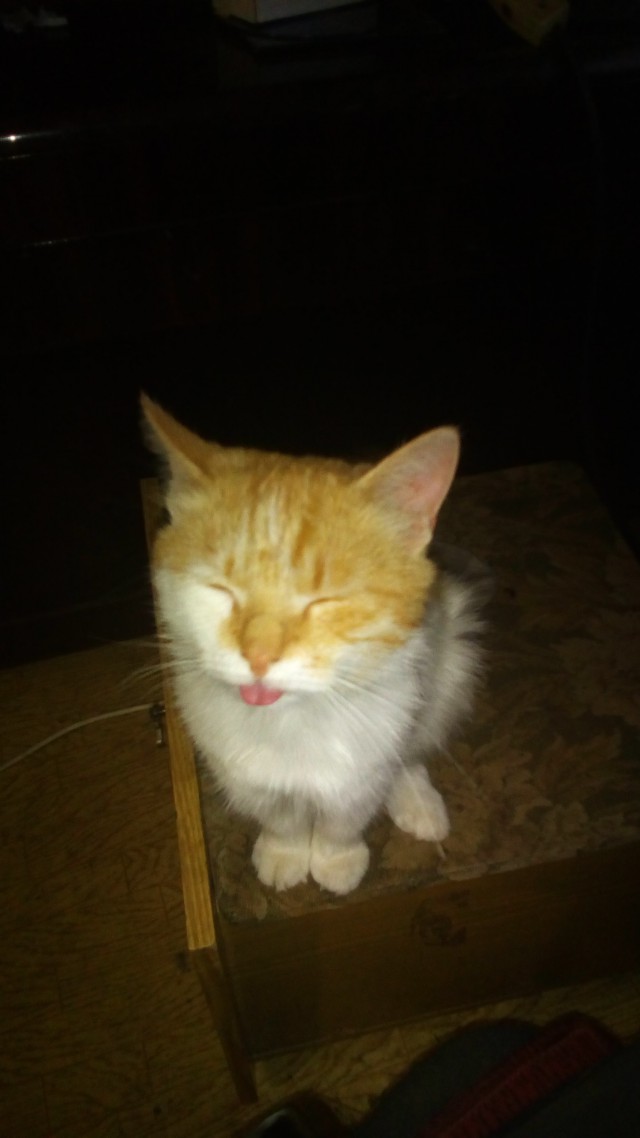 Котовторник 26.07 2016