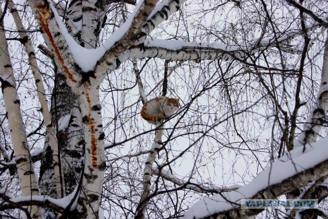 Прикольные животные