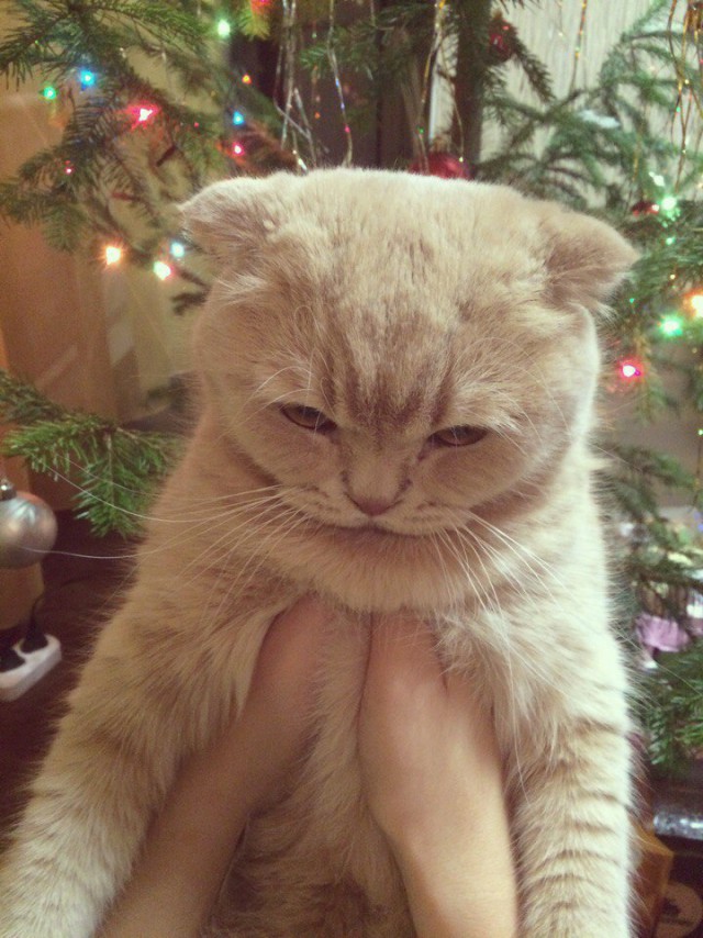 Коты из сети