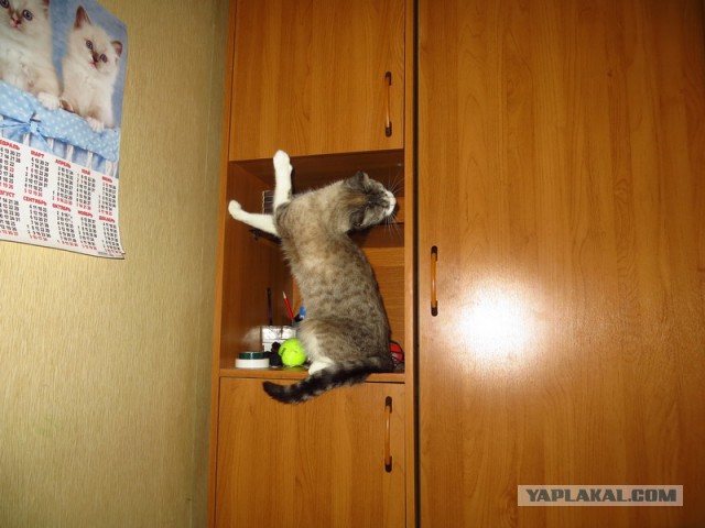 Котовторник 21.02.2017