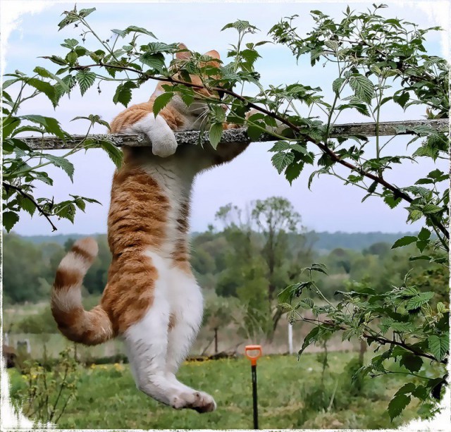 Коты и Кошки