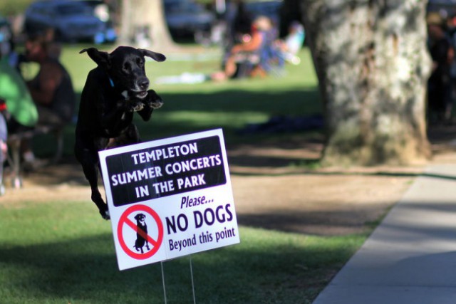 17 законопослушных собак, которые поняли правила по-своему