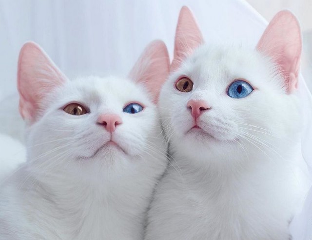 Коты и Кошки