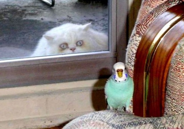 Прикольных котов пост